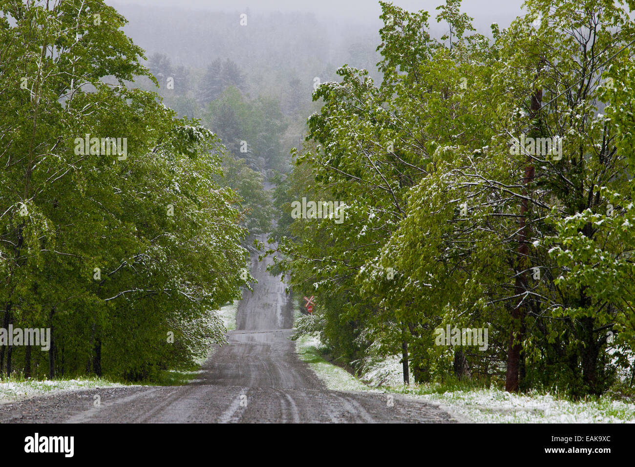 Road through forest with snow, Fulford, Eastern Townships, Quebec