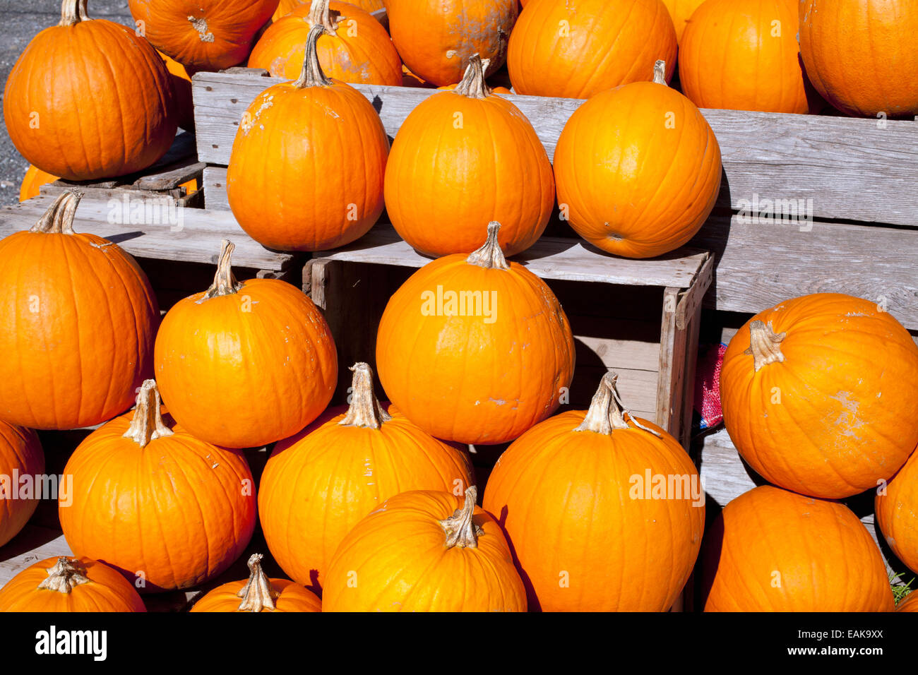 Pumpkins at the autumn market, Granby, Eastern Townships, Quebec Province, Canada Stock Photo