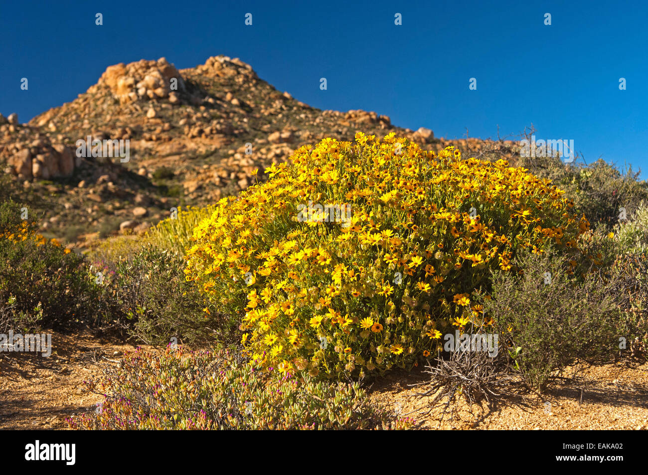 Yellow flowers of the Skaapbos Shrub, African Daisy, South African
