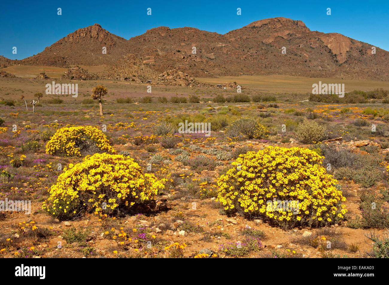 Yellow flowers of the Skaapbos Shrub, African Daisy, South African Daisy or Cape Daisy (Tripteris oppositifolia), Namaqualand Stock Photo