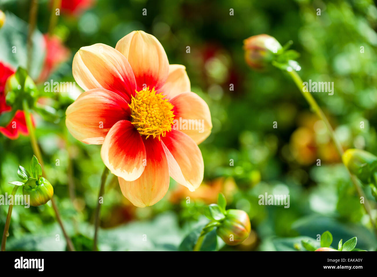 The blossom of a Dahlia 'Schloss Reinbeck' Stock Photo