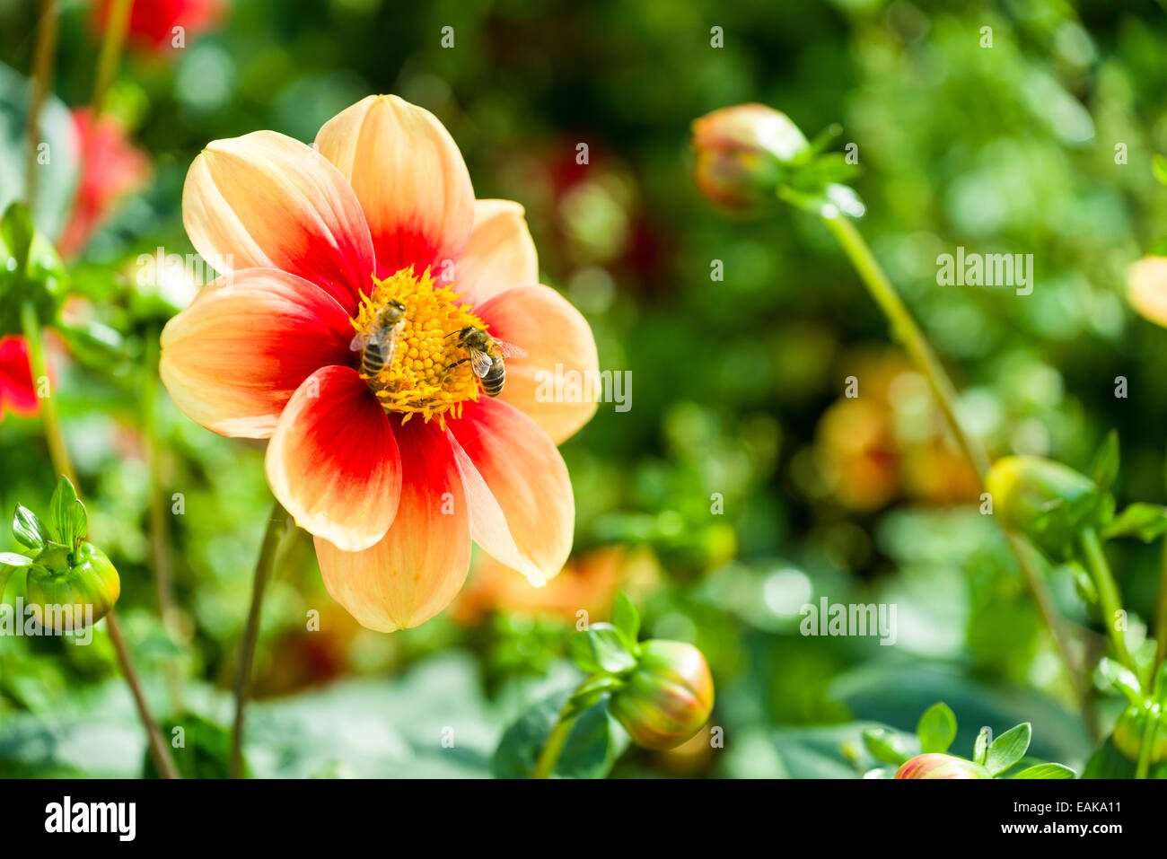 Two Honey Bees (Apis sp.) are collecting nectar on the blossom of a Dahlia 'Schloss Reinbeck' Stock Photo