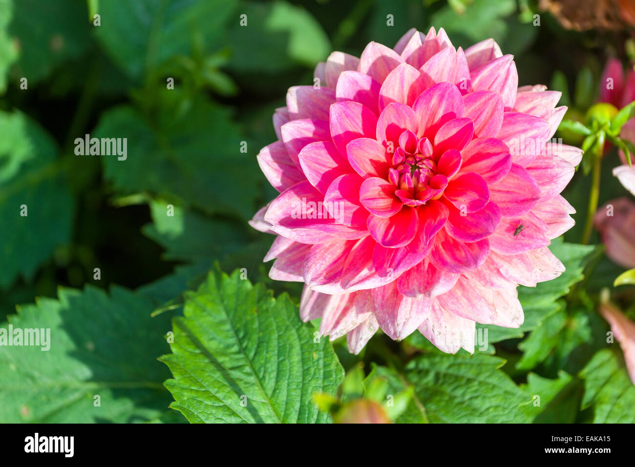The blossom of a Dahlia 'Berliner Kleene' Stock Photo