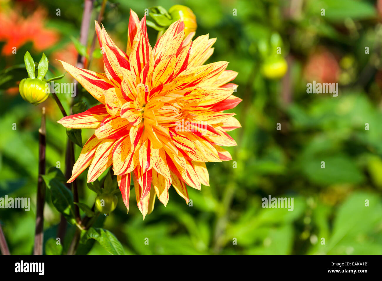 The blossom of a Dahlia 'Sultan', Heidenau, Saxony, Germany Stock Photo