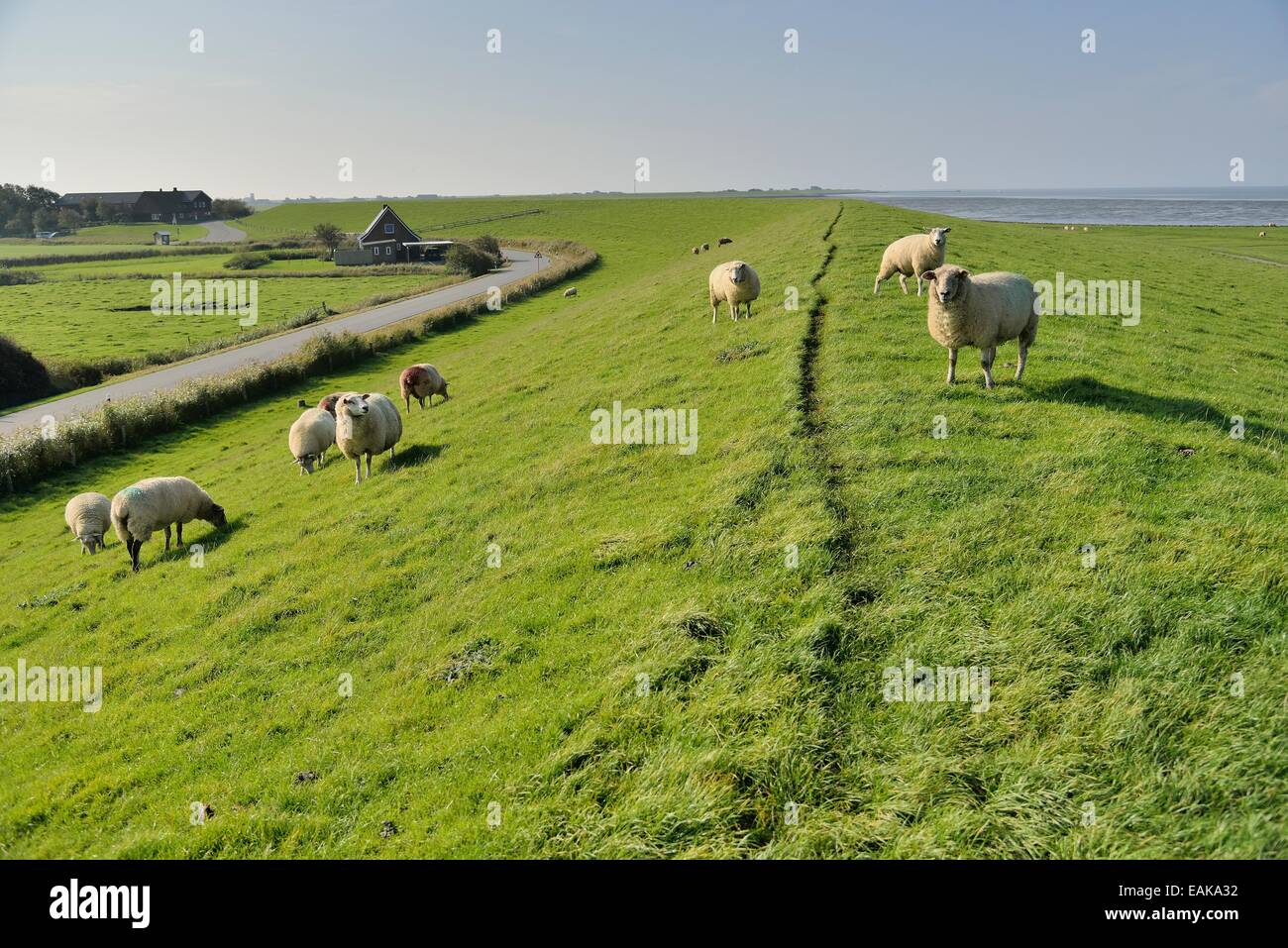 Sheep (Ovis aries) on a dike, Pellworm, North Frisia, Schleswig-Holstein, Germany Stock Photo