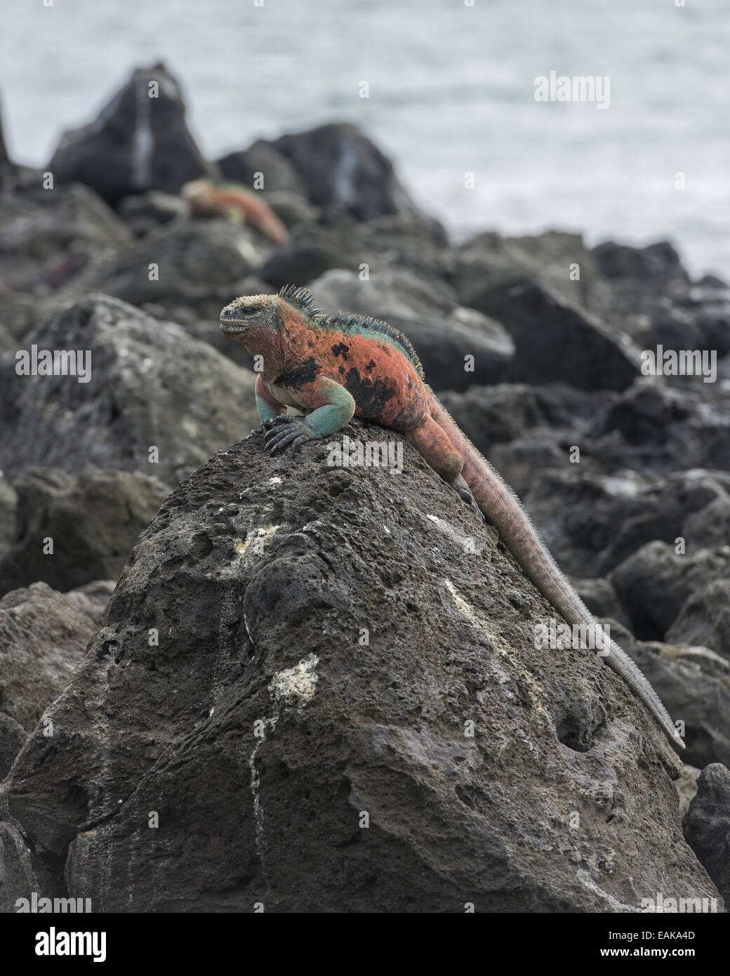 Marine Iguana (Amblyrhynchus cristatus), Floreana, Galápagos Islands, Ecuador Stock Photo