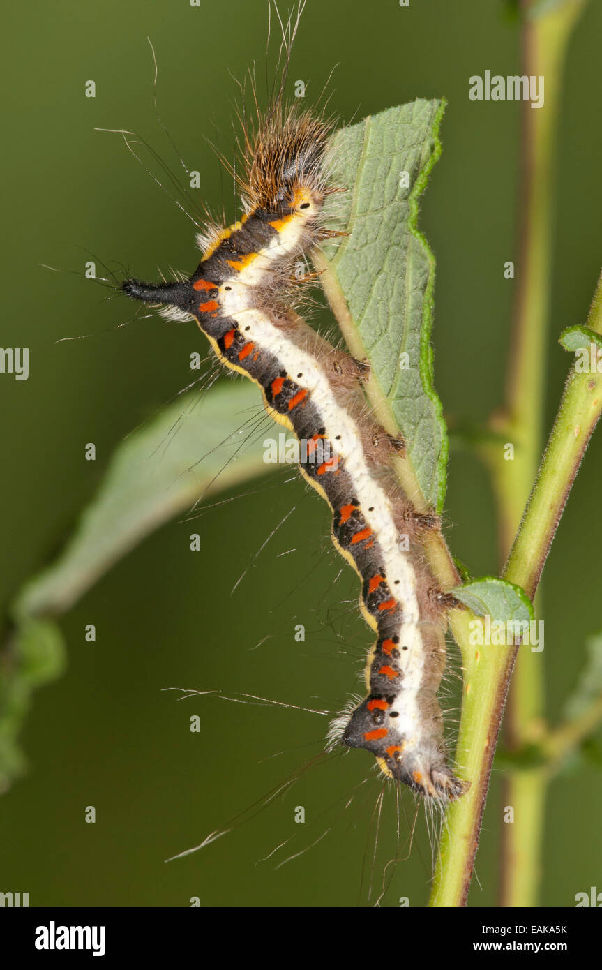 Caterpillar of a Grey Dagger Moth (Acronista psi) feeding on an Eared Sallow Bush (Salicetum auritae), Baden-Württemberg Stock Photo