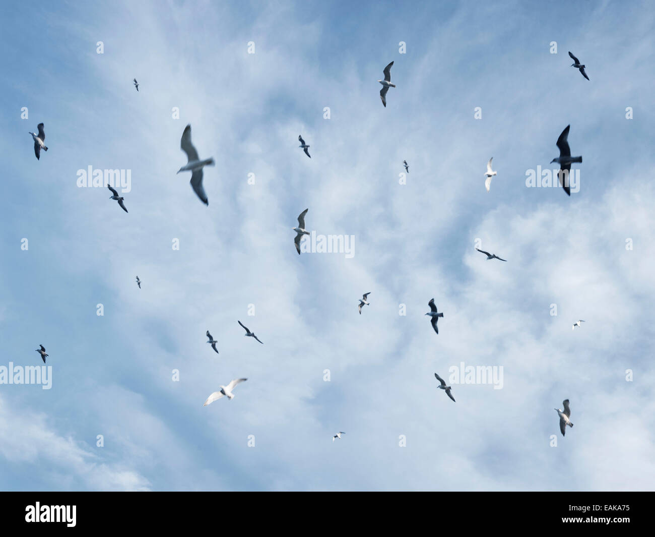 Flock seagulls flying circling in the sky, against blue sky with clouds Stock Photo