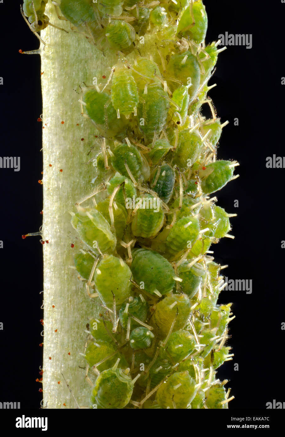 Colony of small Permanent Currant Aphids (Aphidula schneideri), pests, macro shot, Baden-Württemberg, Germany Stock Photo