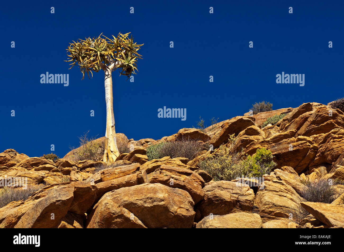 Quiver Tree or Kokerboom (Aloe dichotoma), Goegap Nature Reserve, Springbok, Namaqualand, Northern Cape, South Africa Stock Photo