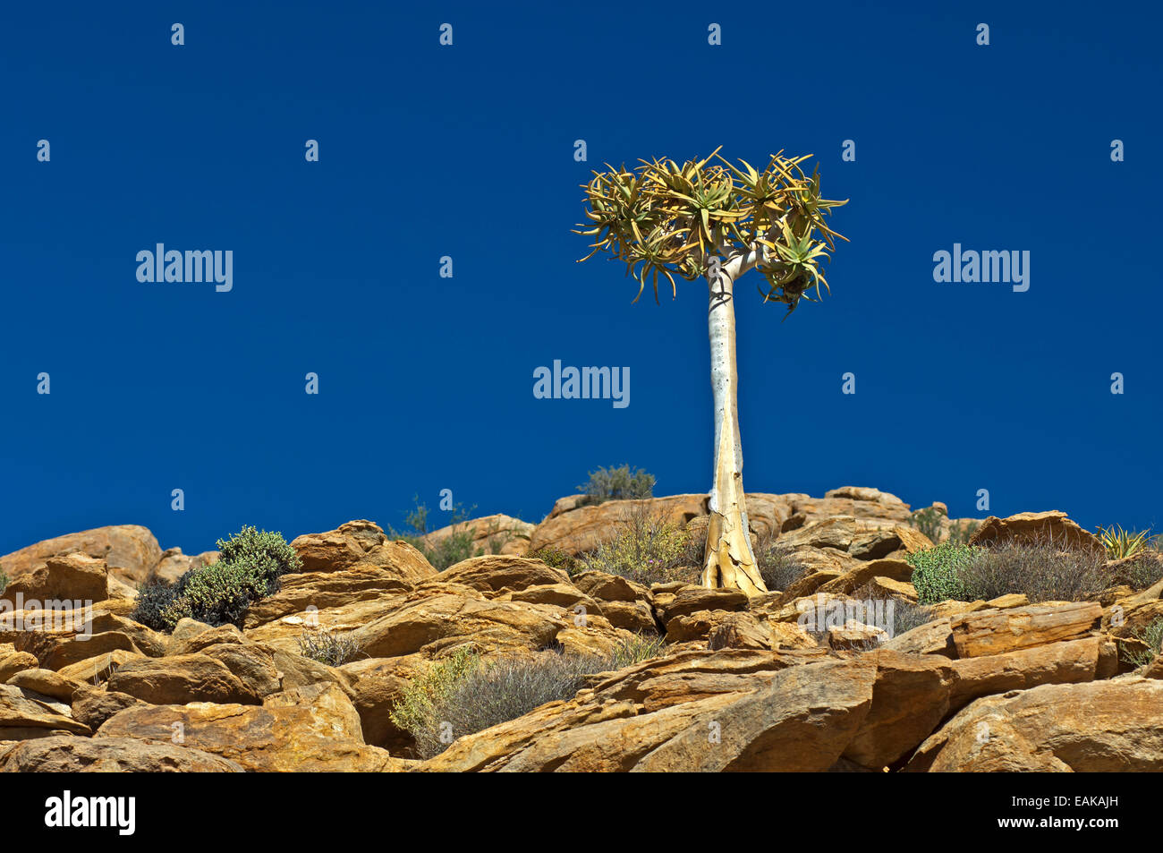 Quiver Tree or Kokerboom (Aloe dichotoma), Goegap Nature Reserve, Springbok, Namaqualand, Northern Cape, South Africa Stock Photo