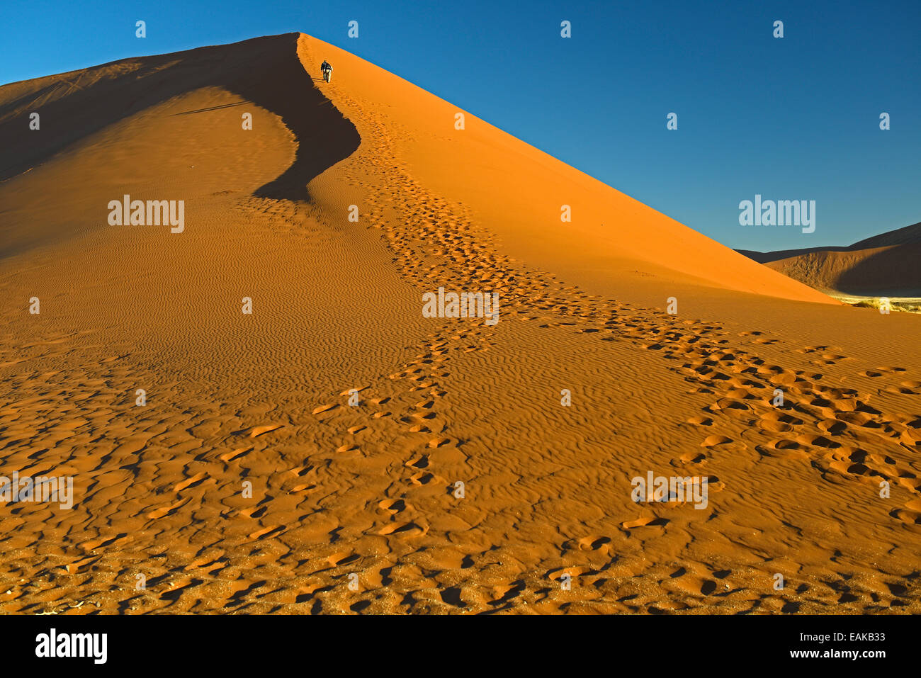 Tourists climbing Dune 45 in the evening light, Sossusvlei, Namib ...
