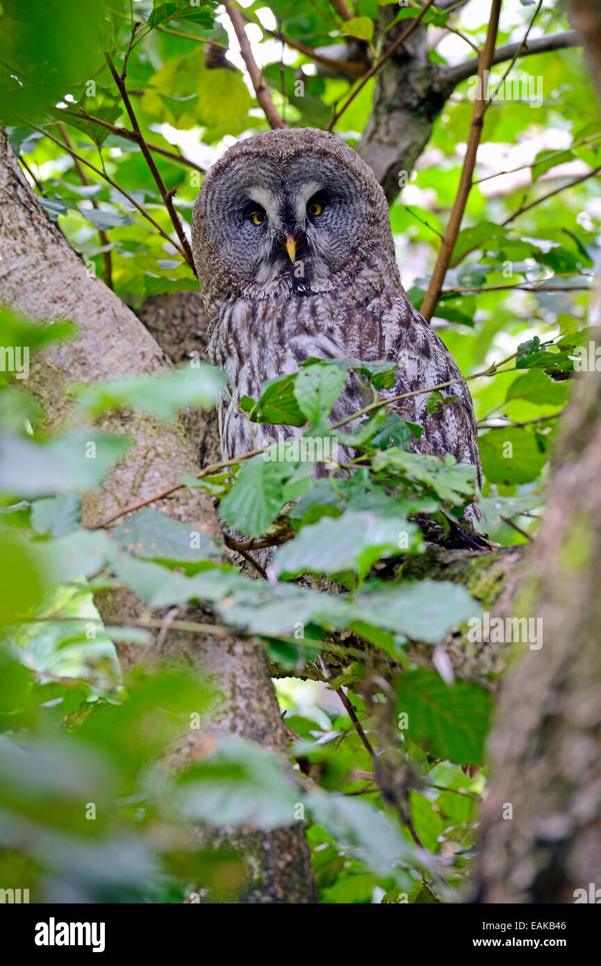 Great Gray Owl (Strix nebulosa) in its natural environment, native to northern Europe Stock Photo