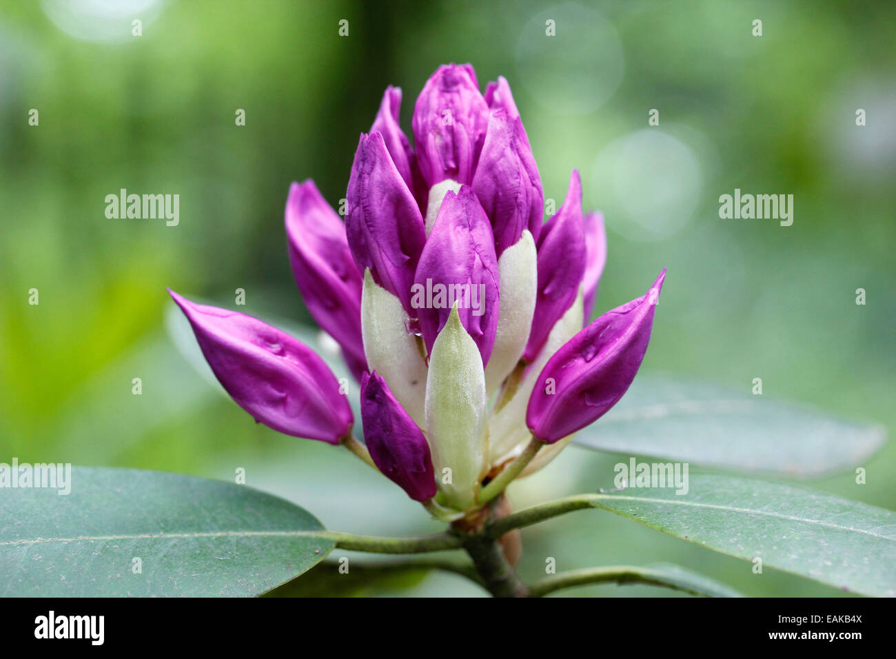 Rhododendron (Rhododendron), flower bud, North RhineWestphalia