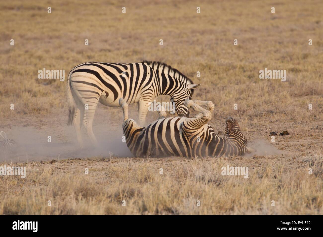 Two Burchell's zebra (Equus quagga), one wallowing on the ground, Etosha National Park, Namibia Stock Photo