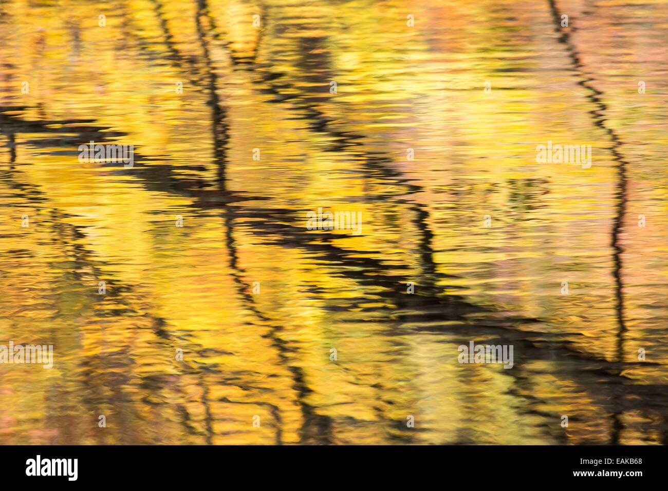 Branches of a tree reflected in autumnally coloured water, North Hesse, Hesse, Germany Stock Photo