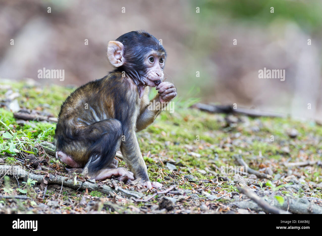 Barbary Macaque (Macaca sylvanus), infant, captive Stock Photo