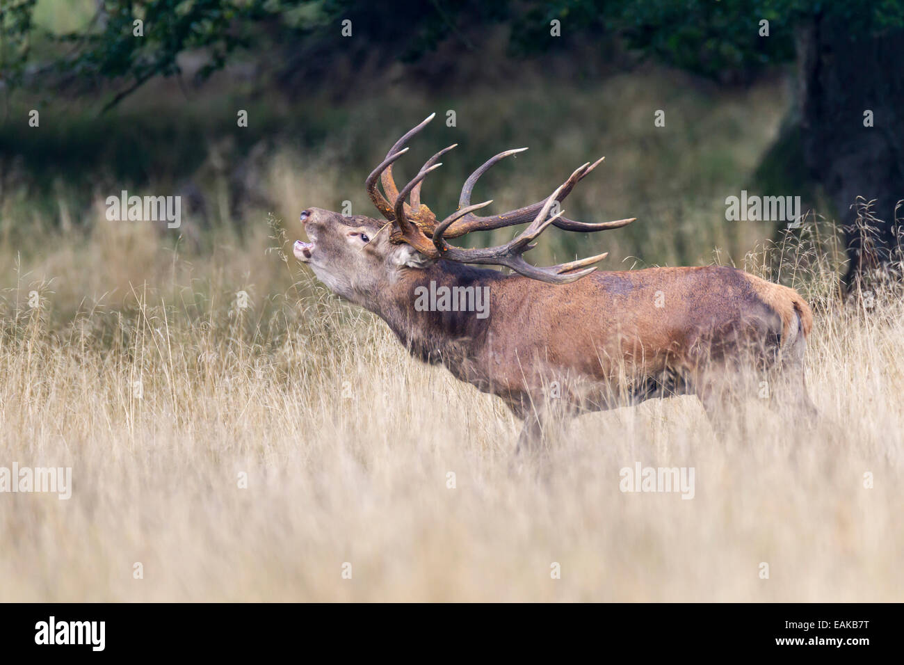 Red Deer (Cervus elaphus), stag, Klampenborg, Copenhagen, Denmark Stock Photo