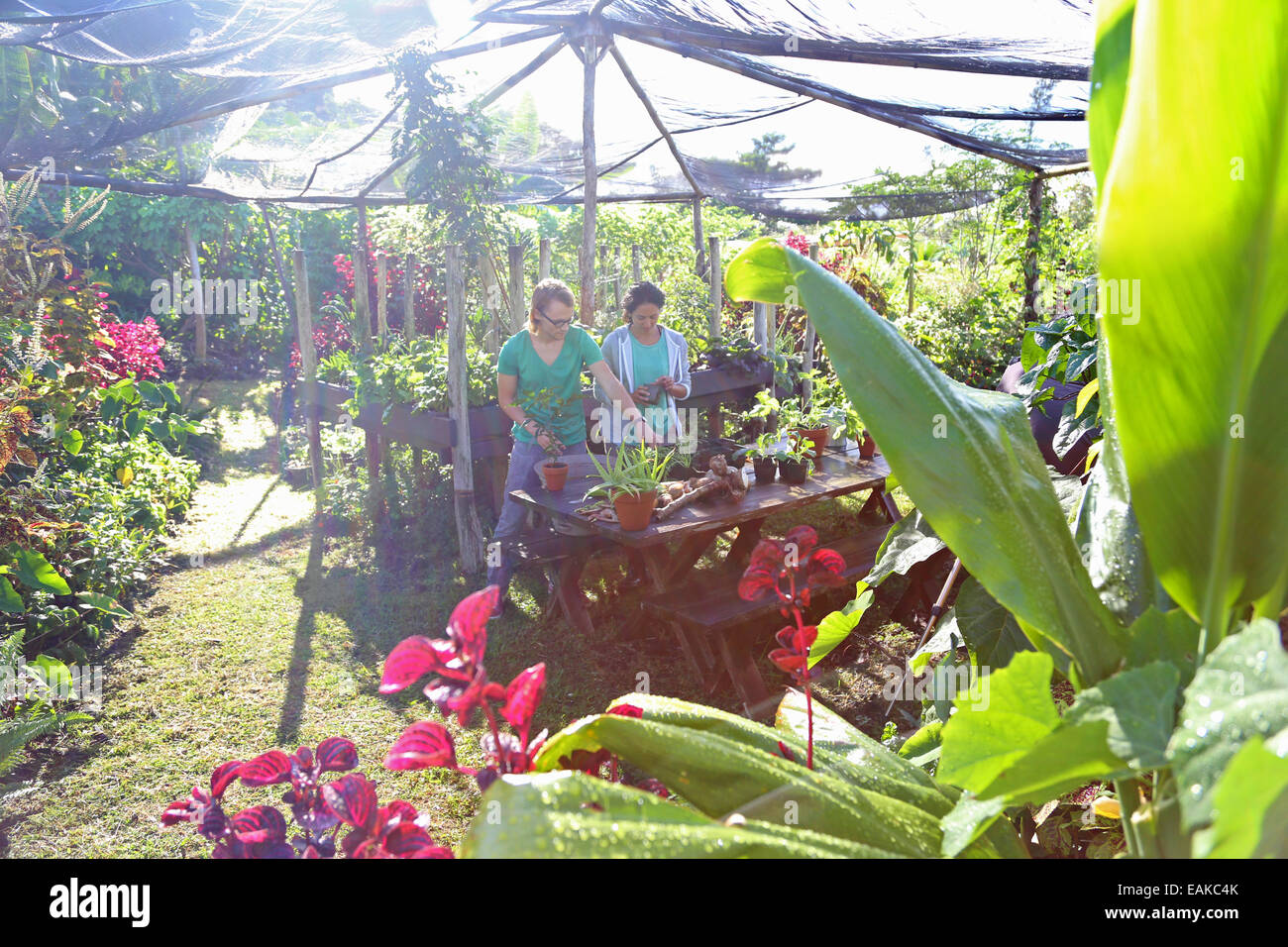 Couple gardening in sunny garden under canopy Stock Photo - Alamy