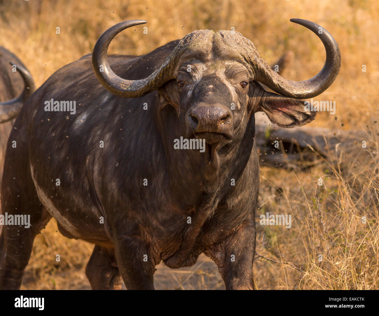 KRUGER NATIONAL PARK, SOUTH - African Buffalo known as Cape Buffalo or caffer Stock Photo - Alamy