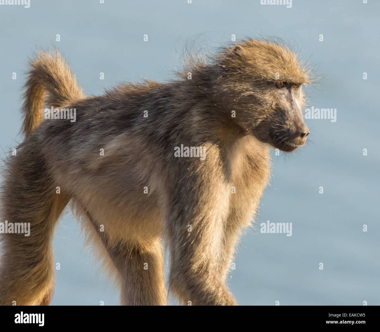 KRUGER NATIONAL PARK, SOUTH AFRICA - Baboon Stock Photo