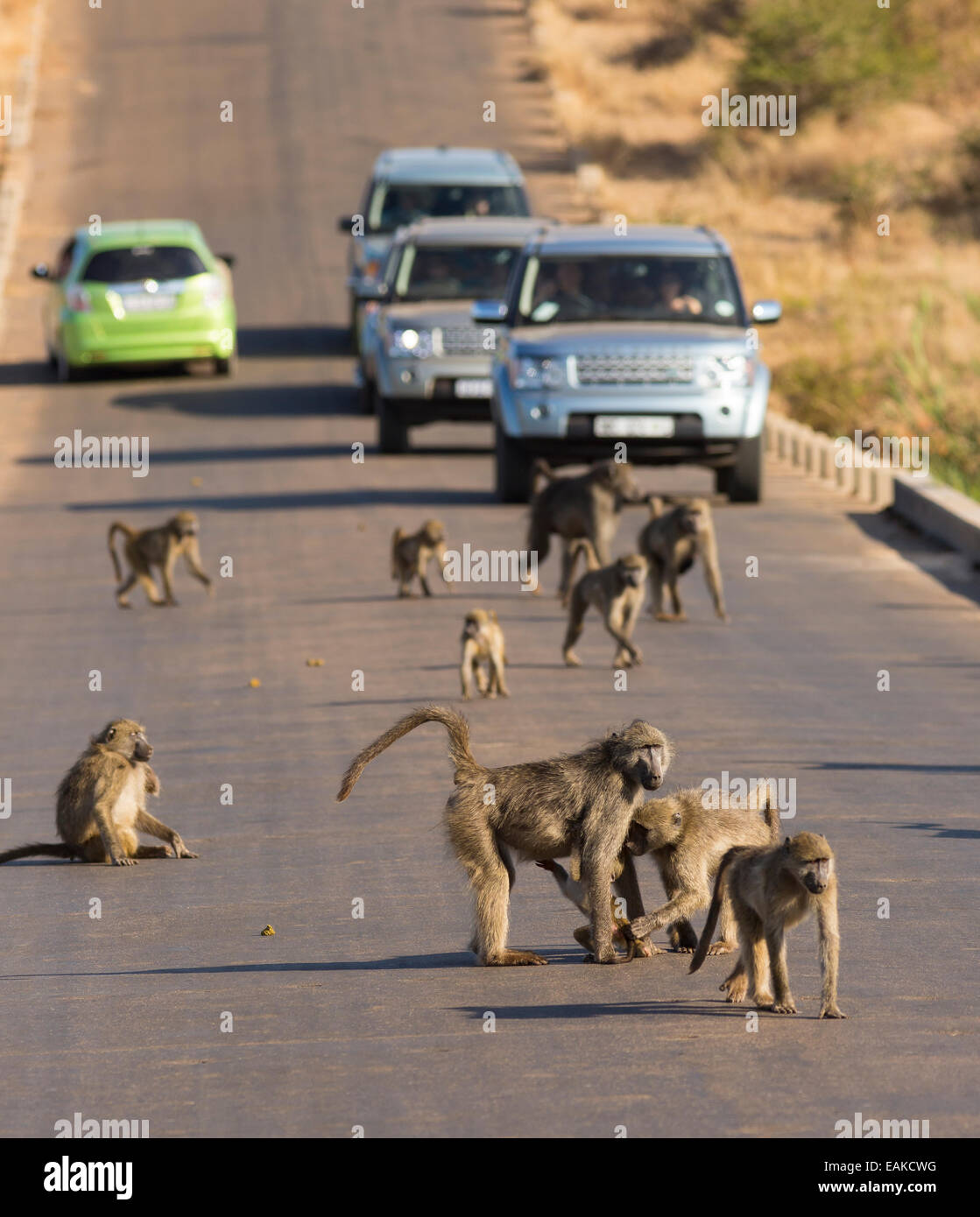 KRUGER NATIONAL PARK, SOUTH AFRICA - Baboons on road with cars. Stock Photo