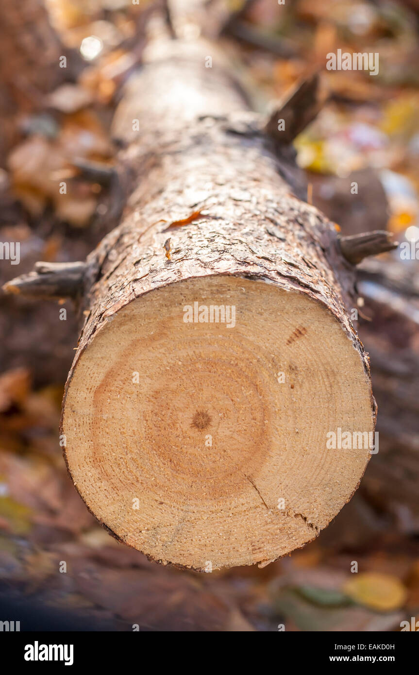 Broken tree roots partly declined inside coniferous stand with water