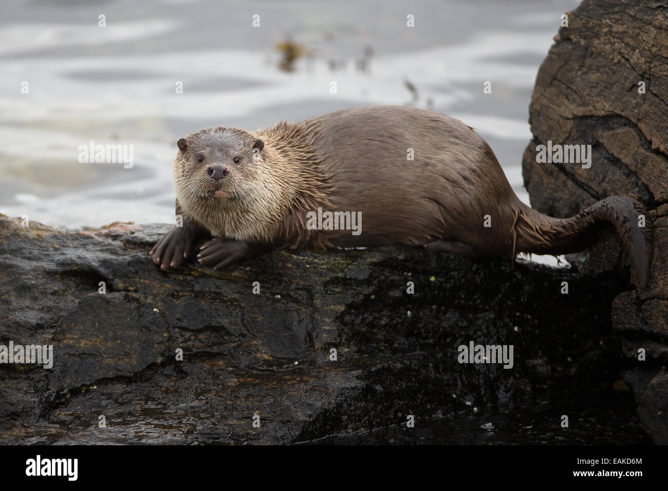 Roe deer buck Stock Photo - Alamy