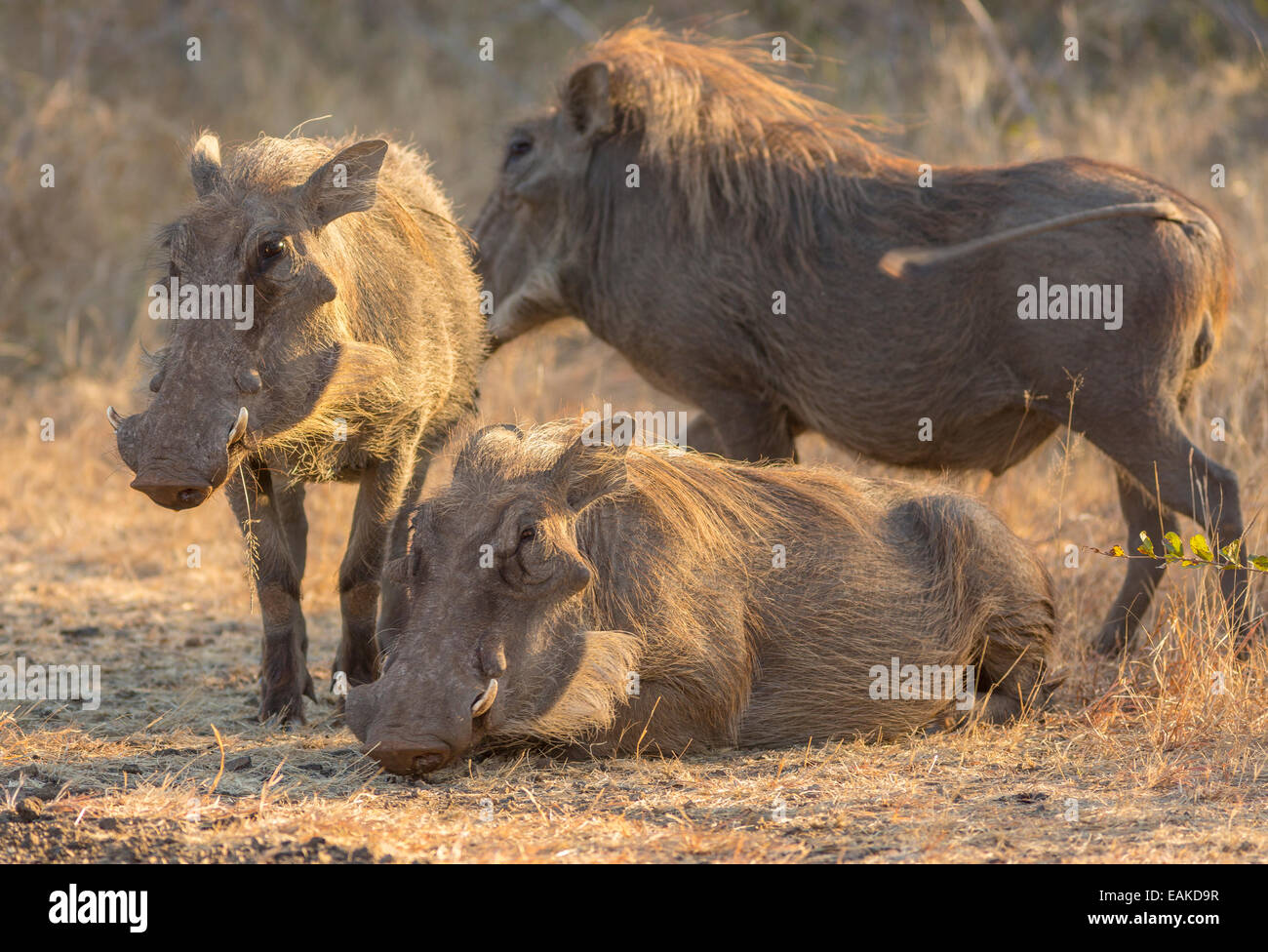 KRUGER NATIONAL PARK, SOUTH AFRICA - Warthogs Stock Photo