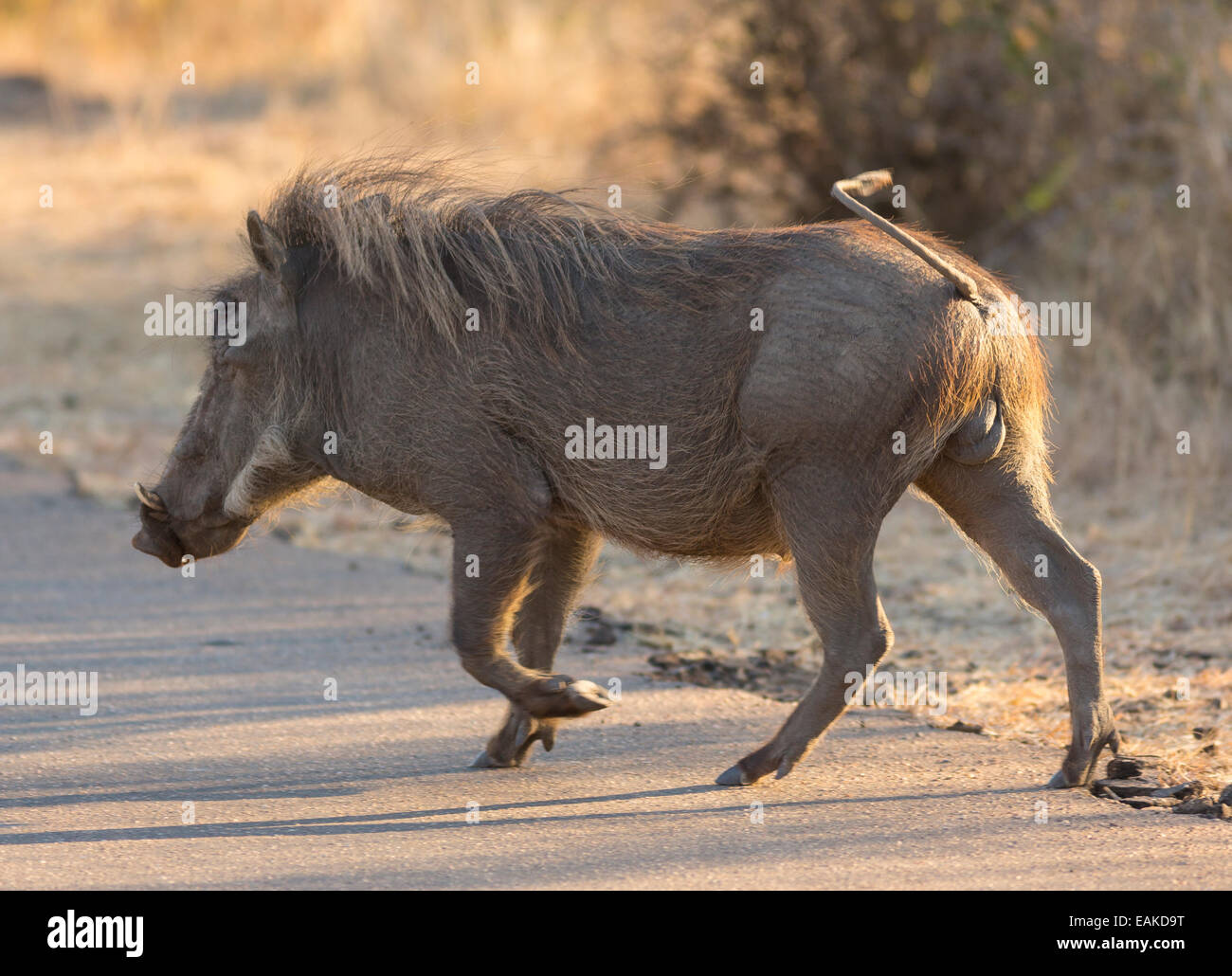 KRUGER NATIONAL PARK, SOUTH AFRICA - Warthog crossing road Stock Photo
