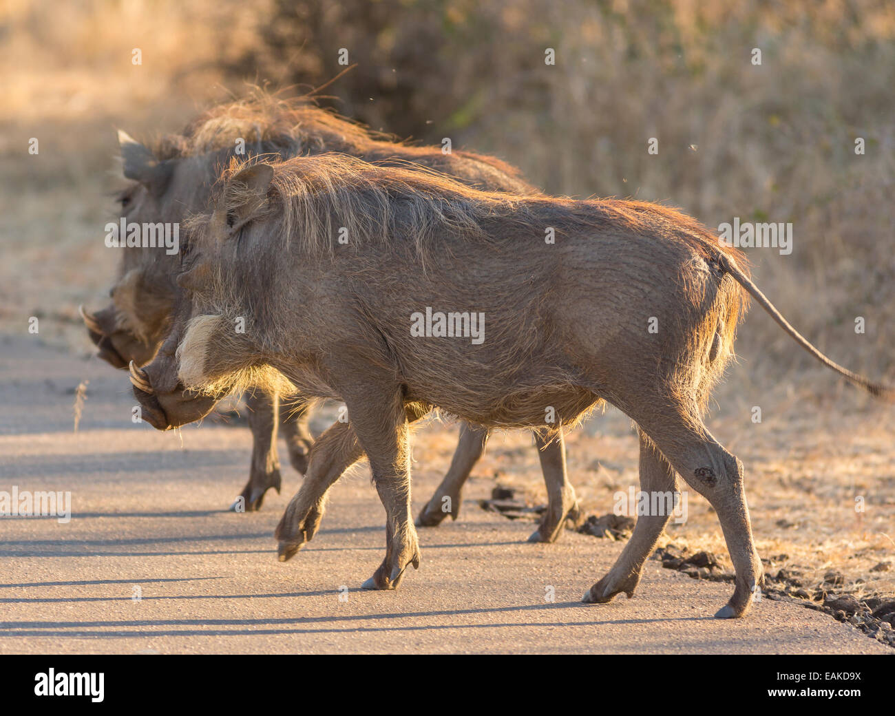 KRUGER NATIONAL PARK, SOUTH AFRICA - Warthogs cross road Stock Photo