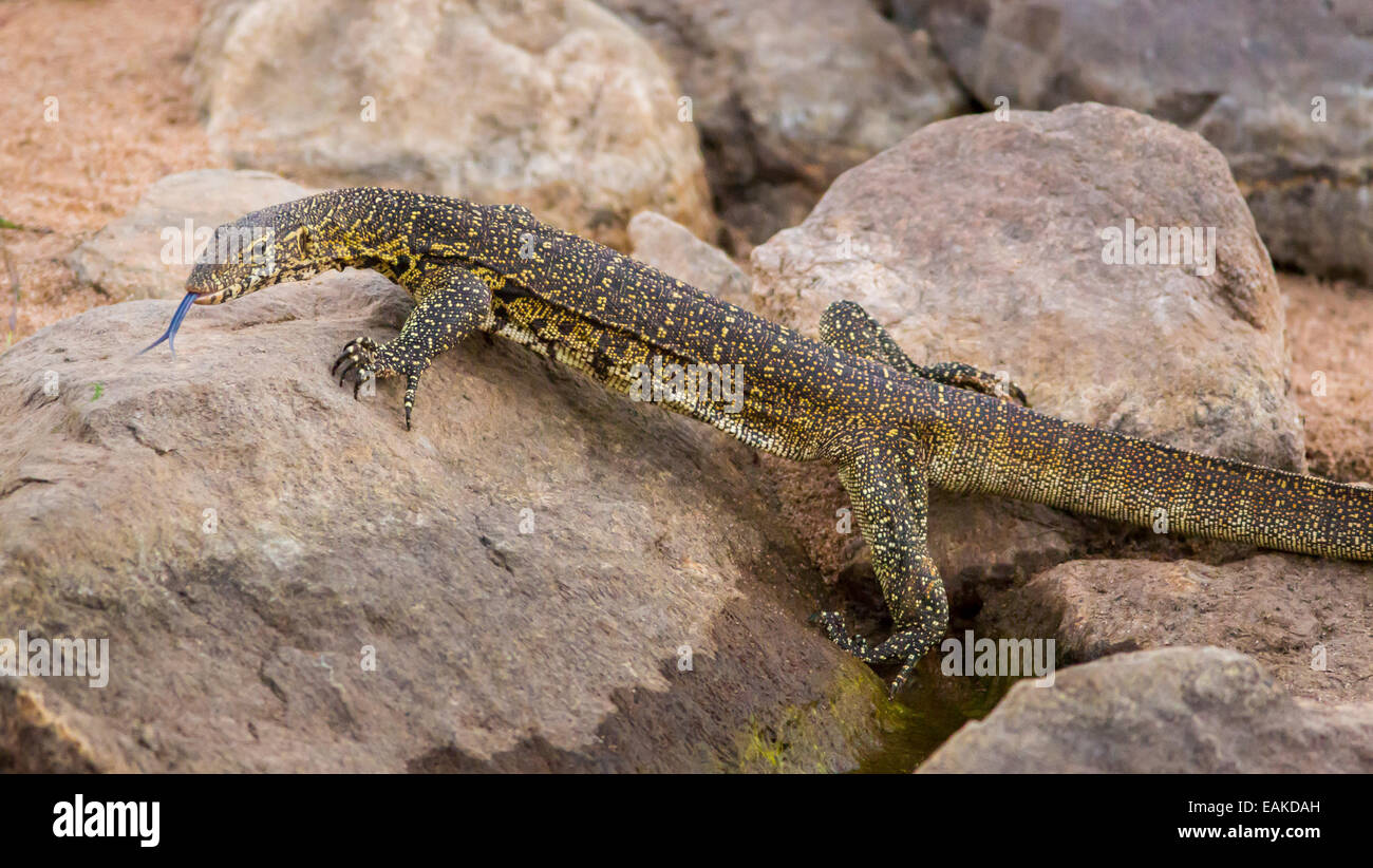 KRUGER NATIONAL PARK, SOUTH AFRICA - Nile monitor (varanus niloticus) on rocks, flicking tongue. Stock Photo