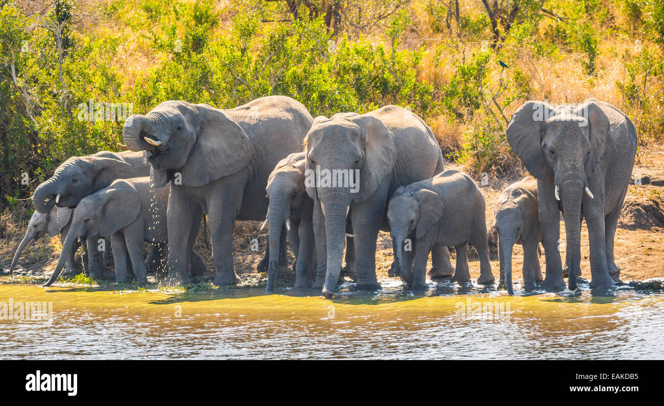 KRUGER NATIONAL PARK, SOUTH AFRICA - Herd of elephants drink at Kumana Dam. Stock Photo