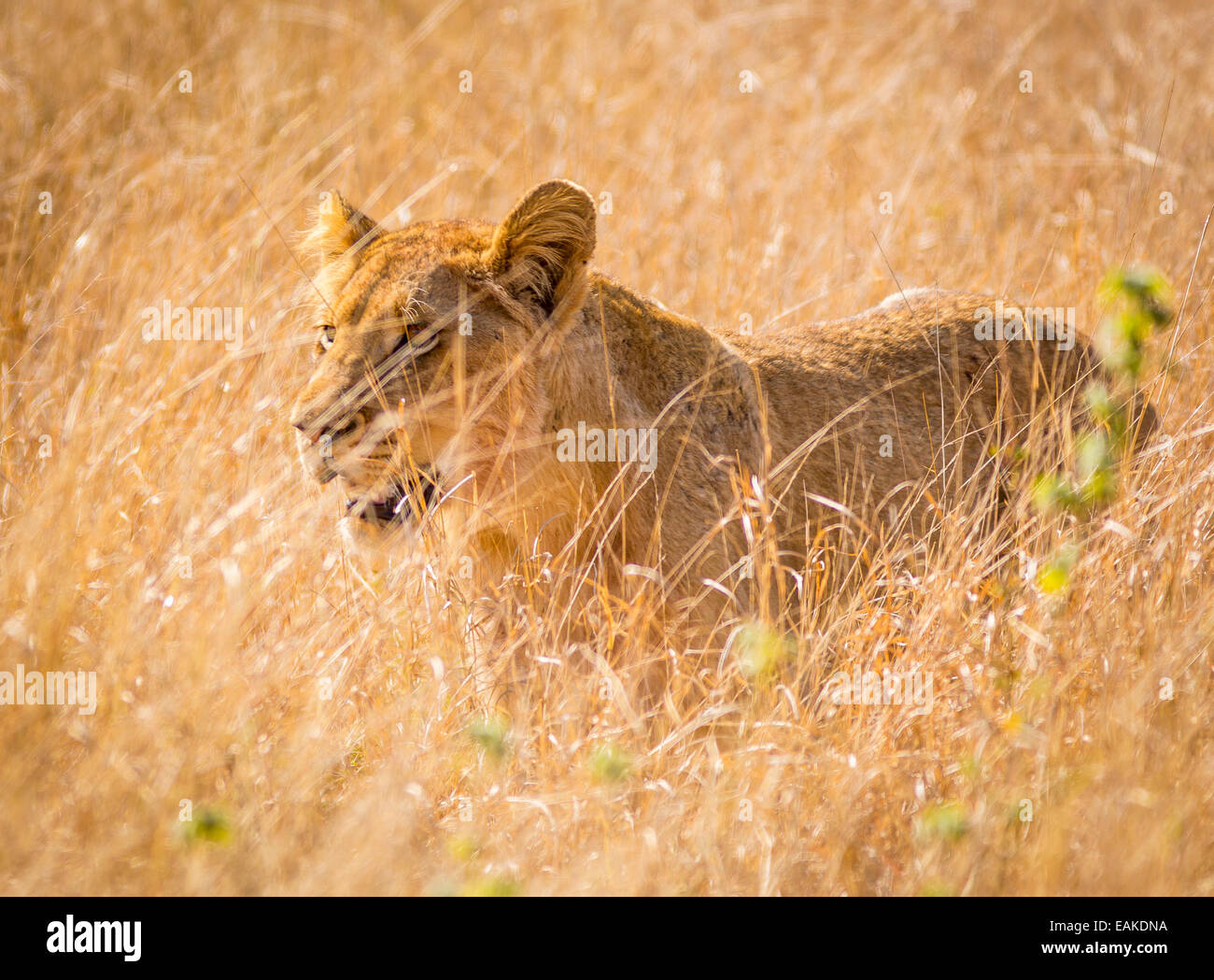 KRUGER NATIONAL PARK, SOUTH AFRICA - Young lion in tall grass. Stock Photo