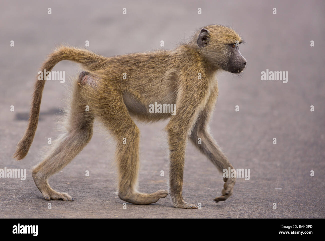 KRUGER NATIONAL PARK, SOUTH AFRICA - Baboon crossing road Stock Photo