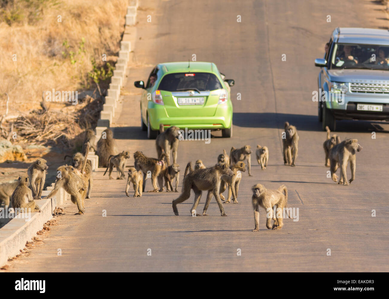 KRUGER NATIONAL PARK, SOUTH AFRICA - Troop of baboons on road with cars. Stock Photo