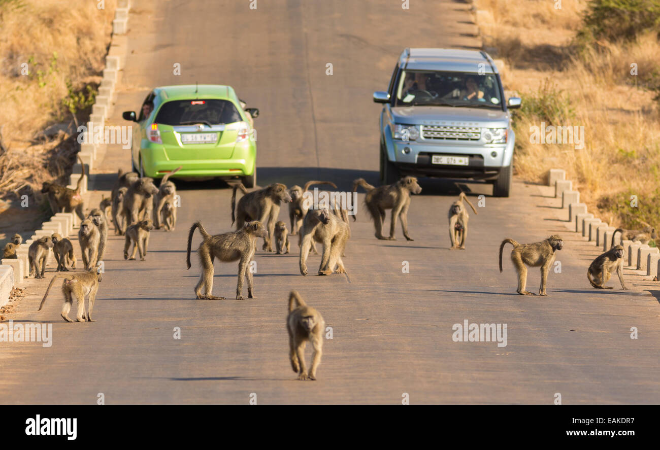 KRUGER NATIONAL PARK, SOUTH AFRICA - Troop of baboons on road with cars. Stock Photo