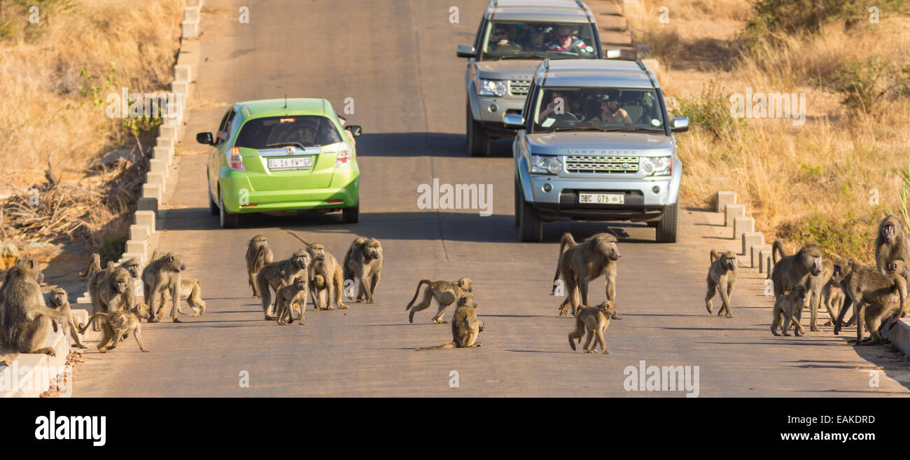 KRUGER NATIONAL PARK, SOUTH AFRICA - Troop of baboons on road with cars. Stock Photo