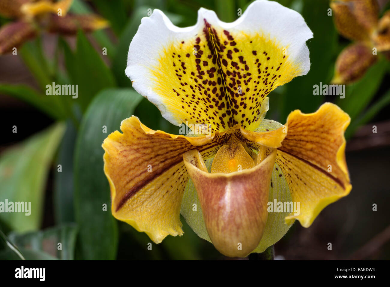 Slipper Orchid (Paphiopedilum), Mainau, Baden-Württemberg, Germany Stock Photo