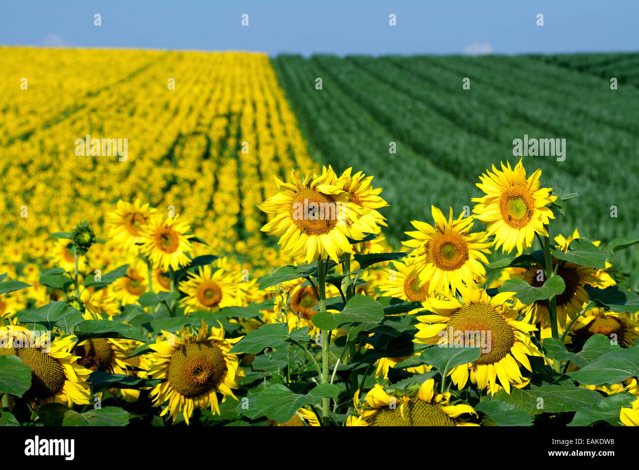 Field of sunflowers in Auvergne. France Stock Photo Alamy