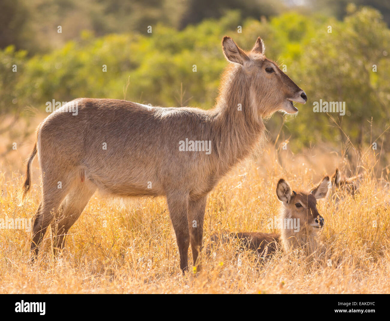 KRUGER NATIONAL PARK, SOUTH AFRICA - Waterbuck Stock Photo