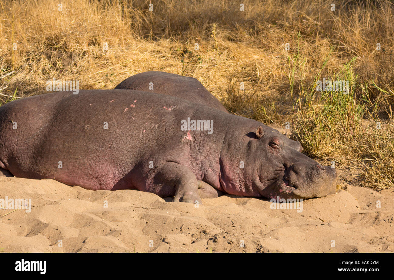 KRUGER NATIONAL PARK, SOUTH AFRICA - Hippopotamus basking on river bank. Stock Photo