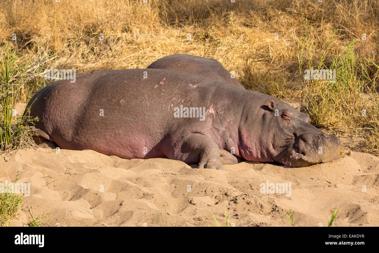 KRUGER NATIONAL PARK, SOUTH AFRICA - Hippopotamus basking on river bank. Stock Photo