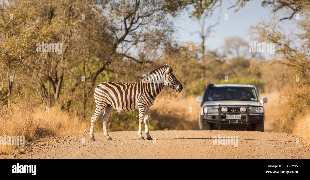 KRUGER NATIONAL PARK, SOUTH AFRICA - Zebra and truck on dirt road. Stock Photo