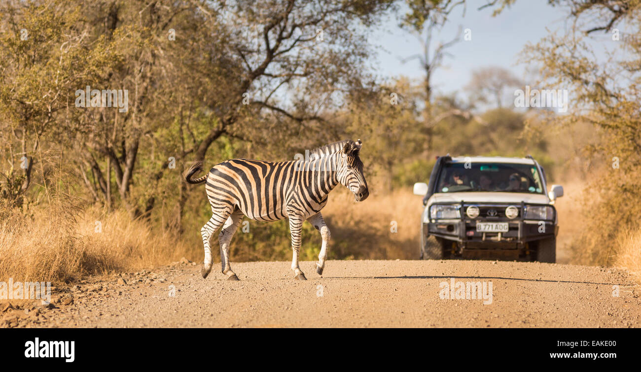 KRUGER NATIONAL PARK, SOUTH AFRICA - Zebra and truck on dirt road. Stock Photo