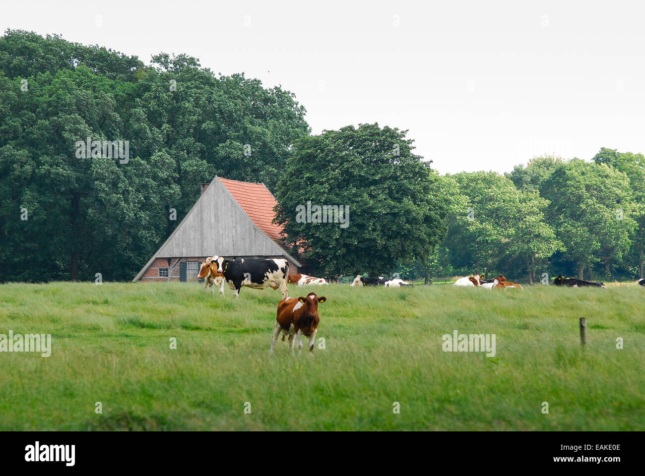 cows at farm in achterhoek holland Stock Photo