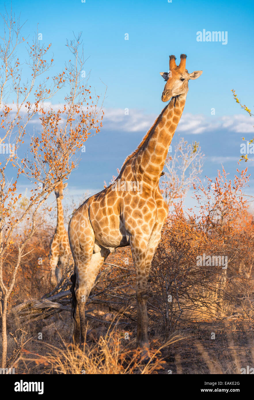 KRUGER NATIONAL PARK, SOUTH AFRICA - Giraffe Stock Photo