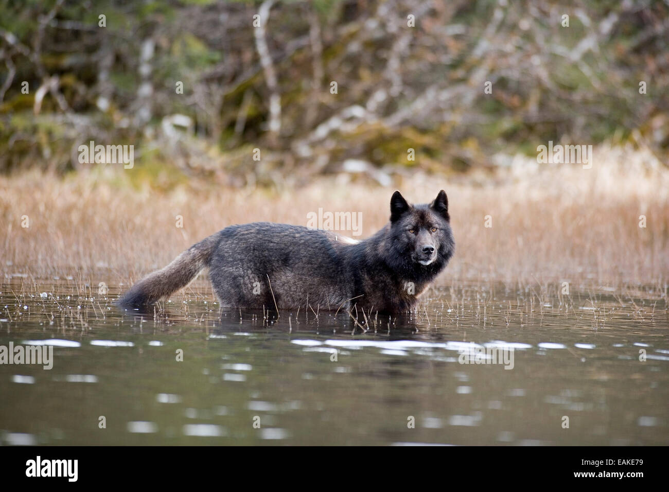 Archipelago Wolf In Black Color Phase Wading Through Pond Southeast ...