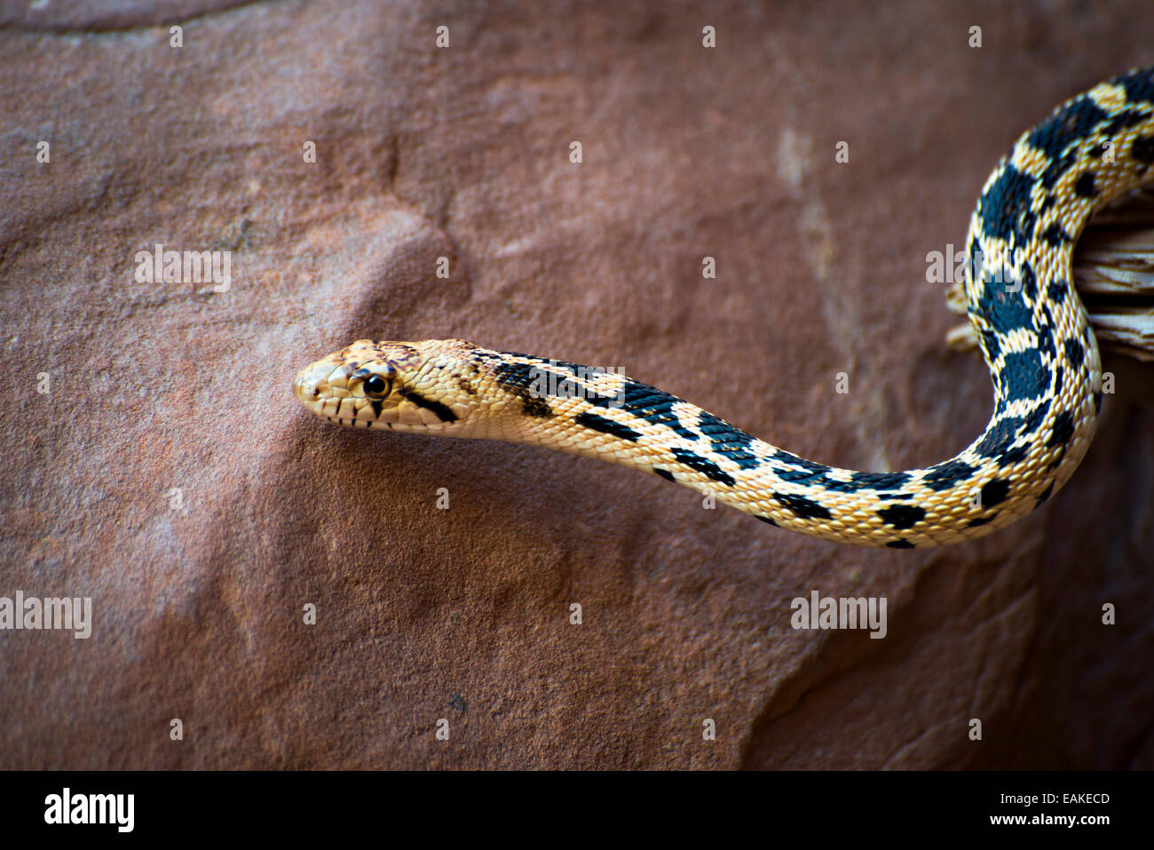 Great Basin Gopher Snake in Arches National Park near Moab, Utah Stock