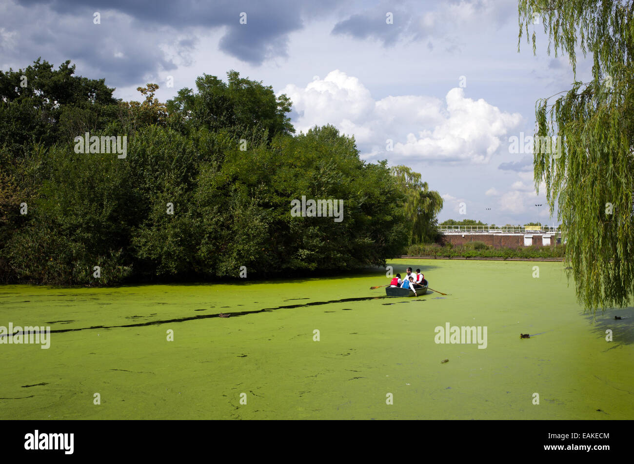 Green algae in the boating lake in Finsbury Park, London, England, UK Stock Photo